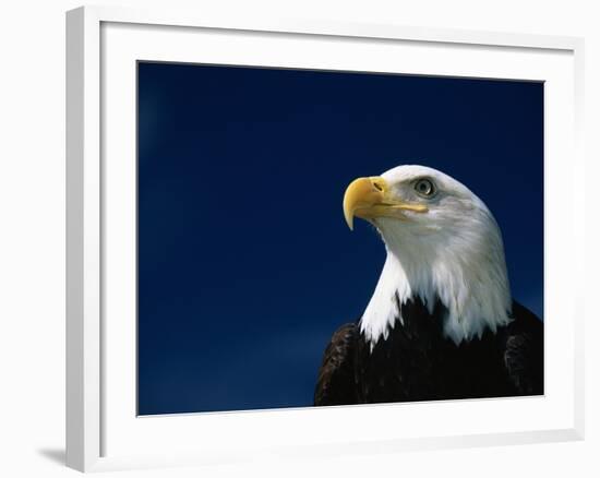 American Bald Eagle-Joseph Sohm-Framed Photographic Print