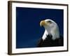 American Bald Eagle-Joseph Sohm-Framed Photographic Print