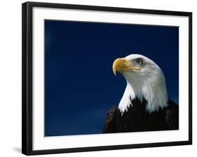 American Bald Eagle-Joseph Sohm-Framed Photographic Print