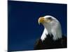 American Bald Eagle-Joseph Sohm-Mounted Photographic Print