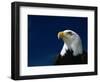 American Bald Eagle-Joseph Sohm-Framed Photographic Print