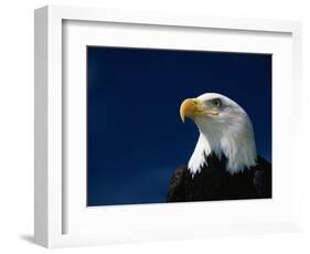 American Bald Eagle-Joseph Sohm-Framed Photographic Print