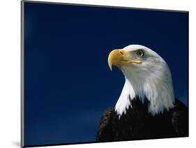 American Bald Eagle-Joseph Sohm-Mounted Photographic Print