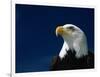 American Bald Eagle-Joseph Sohm-Framed Photographic Print