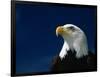 American Bald Eagle-Joseph Sohm-Framed Photographic Print