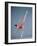 American Ballet Theater Ballerina Paloma Herrera in Graceful Move Ballet "Themes and Variations"-Ted Thai-Framed Premium Photographic Print