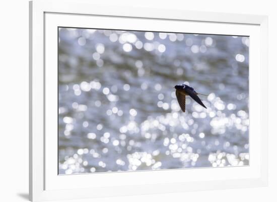 American barn swallow in flight catching insects over the Gallatin River, Montana-Phil Savoie-Framed Photographic Print