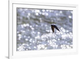 American barn swallow in flight catching insects over the Gallatin River, Montana-Phil Savoie-Framed Photographic Print