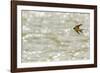 American barn swallow in flight catching insects over the Gallatin River, Montana-Phil Savoie-Framed Photographic Print