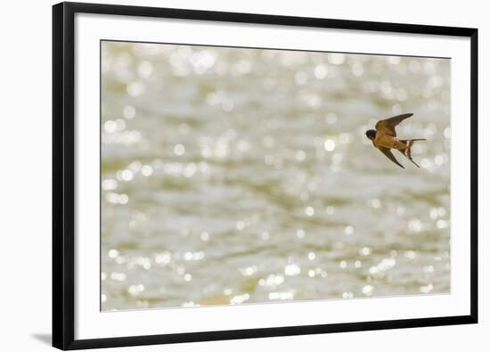 American barn swallow in flight catching insects over the Gallatin River, Montana-Phil Savoie-Framed Photographic Print