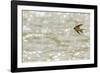 American barn swallow in flight catching insects over the Gallatin River, Montana-Phil Savoie-Framed Photographic Print