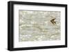 American barn swallow in flight catching insects over the Gallatin River, Montana-Phil Savoie-Framed Photographic Print