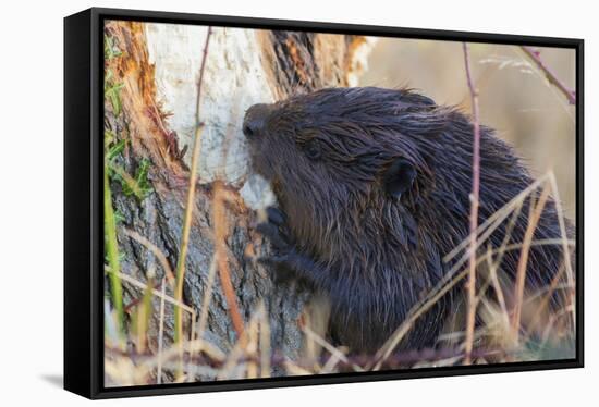 American Beaver chewing down tree-Ken Archer-Framed Stretched Canvas