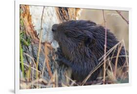 American Beaver chewing down tree-Ken Archer-Framed Photographic Print