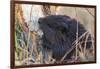 American Beaver chewing down tree-Ken Archer-Framed Photographic Print