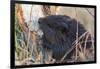 American Beaver chewing down tree-Ken Archer-Framed Photographic Print