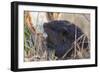 American Beaver chewing down tree-Ken Archer-Framed Photographic Print