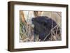 American Beaver chewing down tree-Ken Archer-Framed Photographic Print