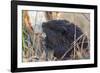 American Beaver chewing down tree-Ken Archer-Framed Photographic Print