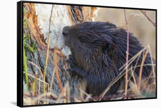 American Beaver chewing down tree-Ken Archer-Framed Stretched Canvas