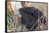 American Beaver chewing down tree-Ken Archer-Framed Stretched Canvas