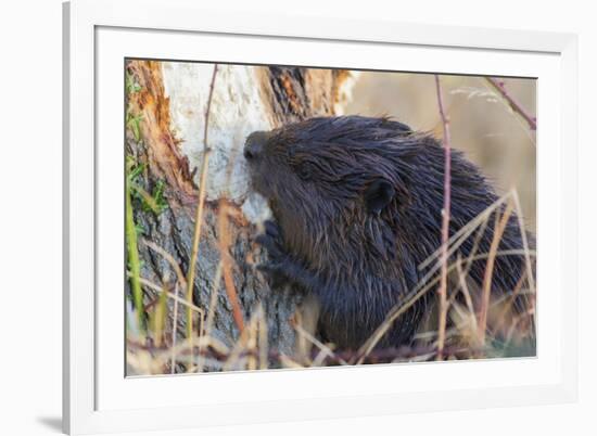 American Beaver chewing down tree-Ken Archer-Framed Premium Photographic Print