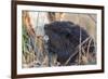 American Beaver chewing down tree-Ken Archer-Framed Premium Photographic Print