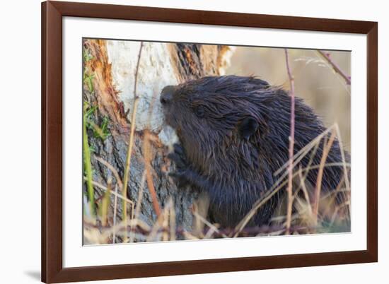 American Beaver chewing down tree-Ken Archer-Framed Premium Photographic Print