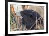 American Beaver chewing down tree-Ken Archer-Framed Premium Photographic Print