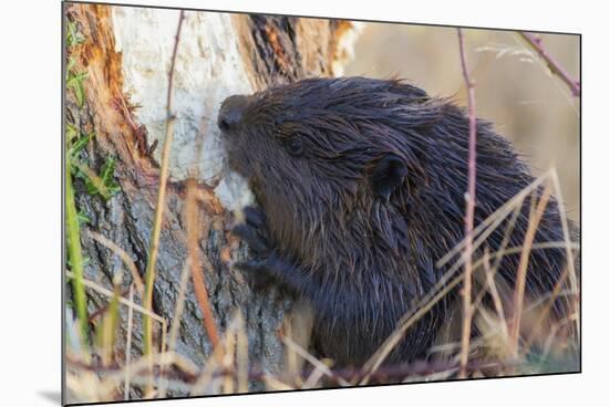 American Beaver chewing down tree-Ken Archer-Mounted Premium Photographic Print