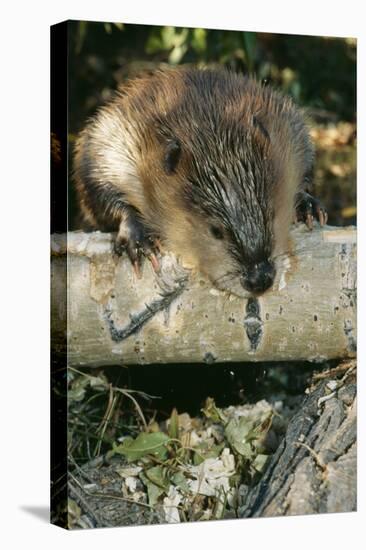 American Beaver Gnawing on Branch, Close-Up-null-Stretched Canvas