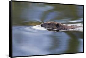 American Beaver Swimming in Pond-Ken Archer-Framed Stretched Canvas