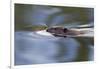 American Beaver Swimming in Pond-Ken Archer-Framed Premium Photographic Print