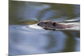 American Beaver Swimming in Pond-Ken Archer-Mounted Premium Photographic Print