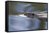 American Beaver Swimming in Pond-Ken Archer-Framed Stretched Canvas