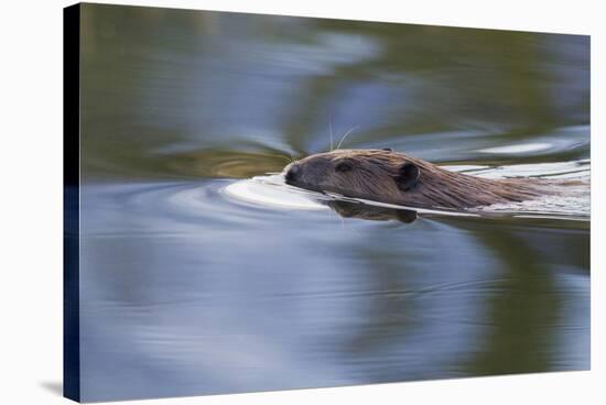 American Beaver Swimming in Pond-Ken Archer-Stretched Canvas