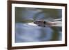 American Beaver Swimming in Pond-Ken Archer-Framed Photographic Print