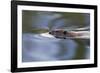 American Beaver Swimming in Pond-Ken Archer-Framed Photographic Print