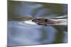 American Beaver Swimming in Pond-Ken Archer-Mounted Photographic Print