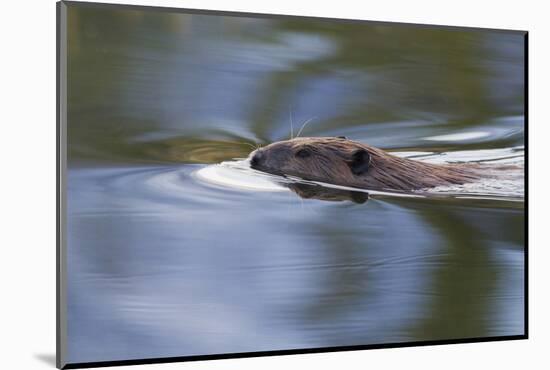 American Beaver Swimming in Pond-Ken Archer-Mounted Photographic Print