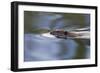 American Beaver Swimming in Pond-Ken Archer-Framed Photographic Print