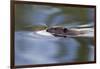 American Beaver Swimming in Pond-Ken Archer-Framed Photographic Print