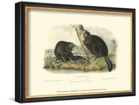 American Beaver-John James Audubon-Framed Art Print