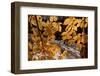 American Beech (Fagus grandifolia) close-up of leaves, in autumn colour, Taconic Parkway-Bob Gibbons-Framed Photographic Print