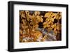 American Beech (Fagus grandifolia) close-up of leaves, in autumn colour, Taconic Parkway-Bob Gibbons-Framed Photographic Print