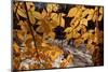 American Beech (Fagus grandifolia) close-up of leaves, in autumn colour, Taconic Parkway-Bob Gibbons-Mounted Photographic Print