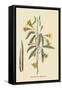 American Begonia-Mark Catesby-Framed Stretched Canvas