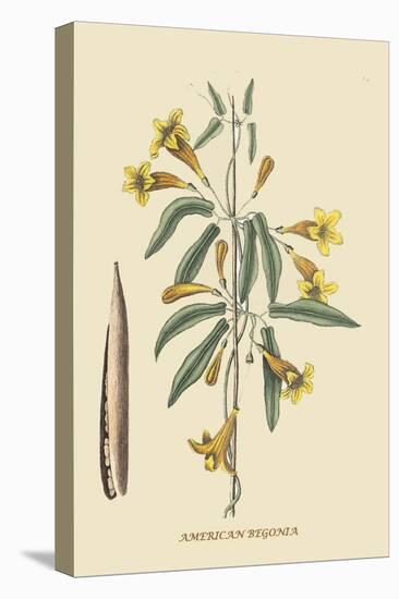 American Begonia-Mark Catesby-Stretched Canvas