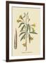 American Begonia-Mark Catesby-Framed Art Print
