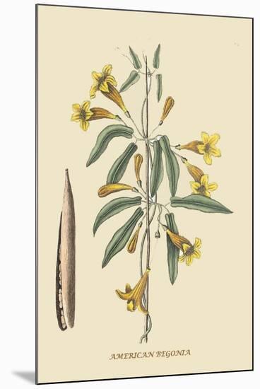 American Begonia-Mark Catesby-Mounted Art Print